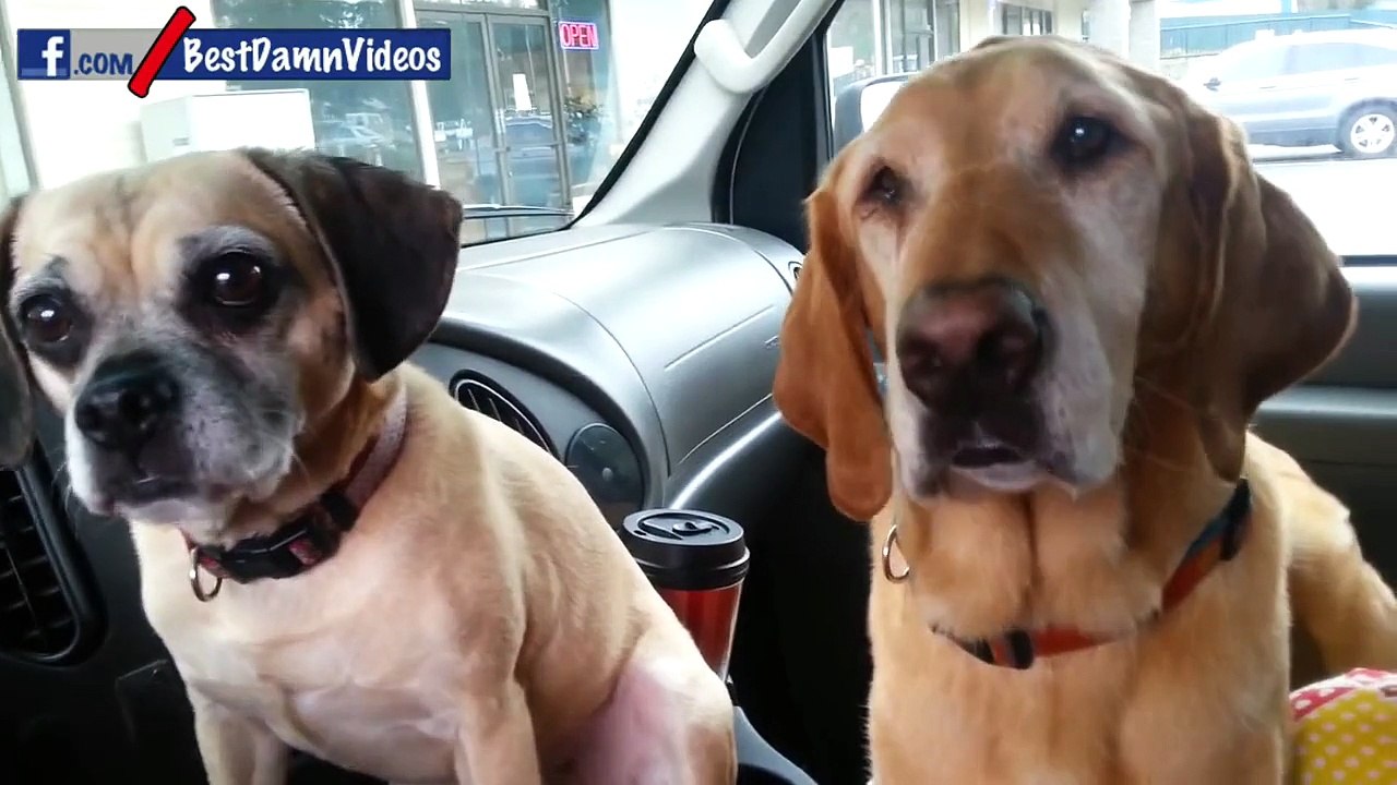 Funny Video
