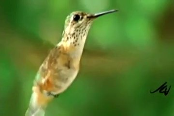 Surah Rehman with urdu translation part 2