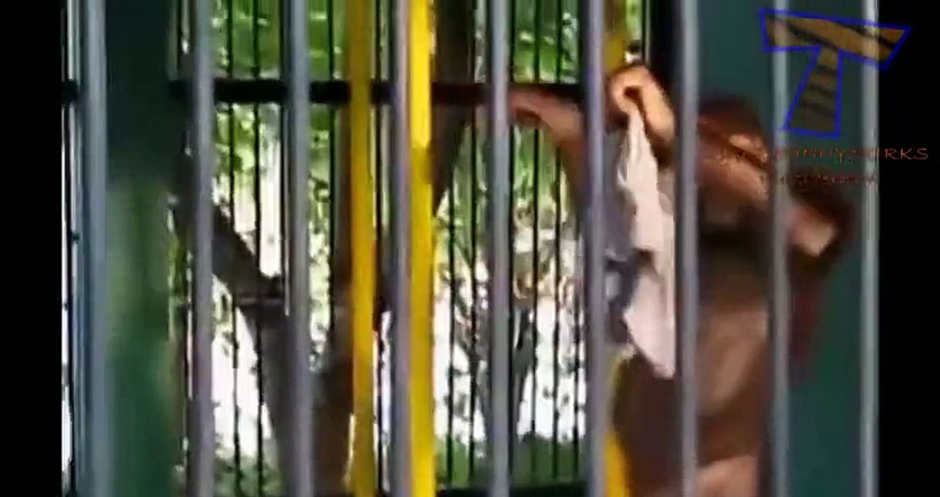 NUEVO! Funny annoying monkeys - Cute and funny monkey compilation zxvf