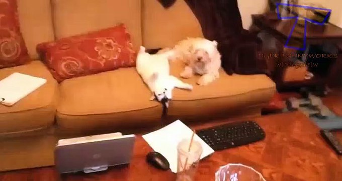 NUEVO! Cats and dogs acting like humans - Cute animal compilation zxvf