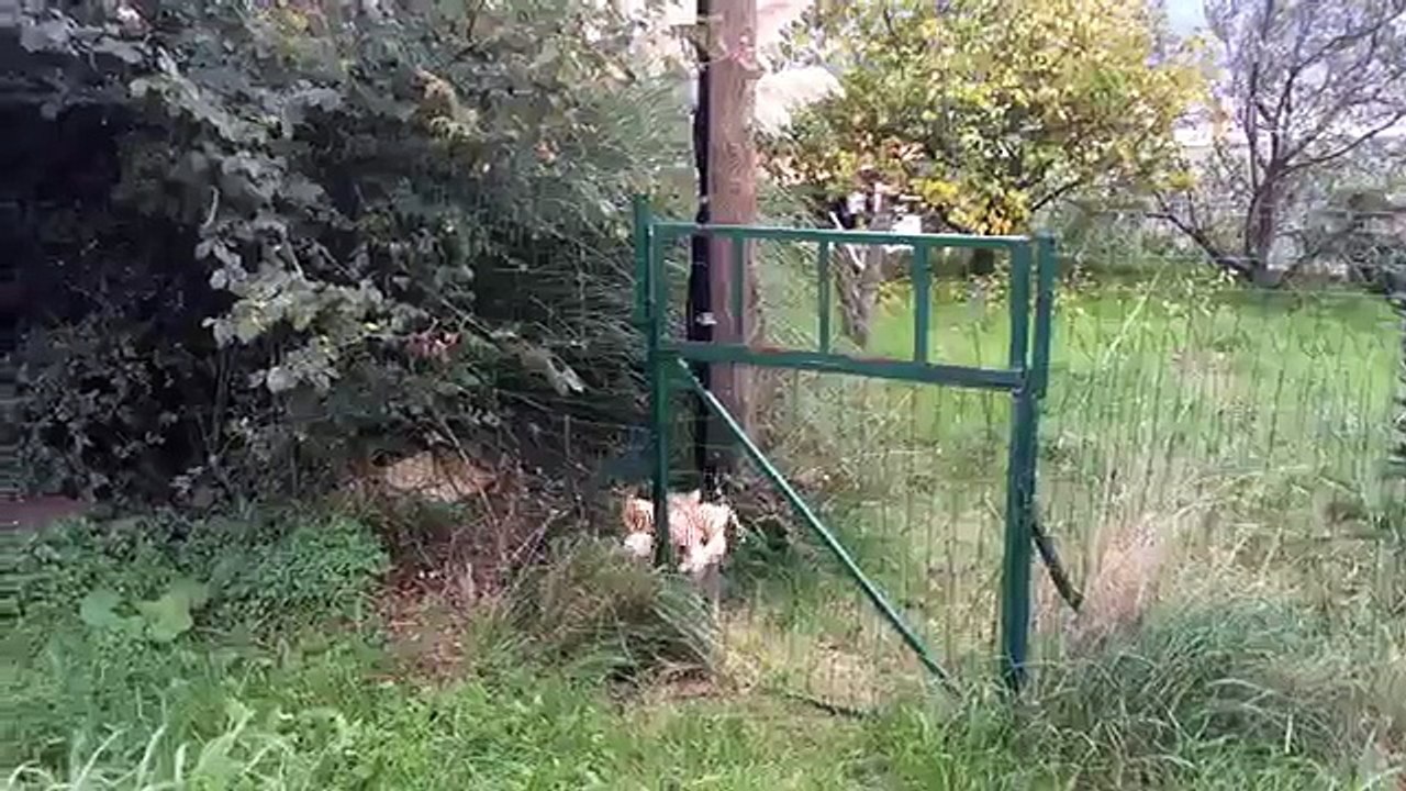 My cat went to the neighbours to borrow a tiger plush toy -)