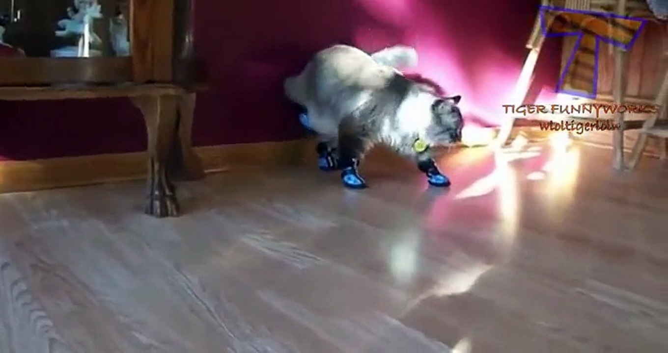 NUEVO! Cats and dogs wearing shoes - Funny animal compilation zxvf
