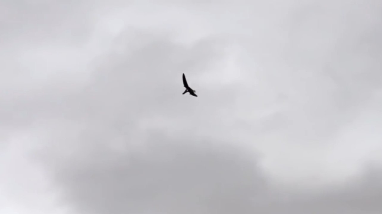 Graban a un 'pterodáctilo' sobrevolando Ohio