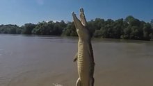 FLYING CROCODILE JUMPS OUT OF WATER - AWESOME !