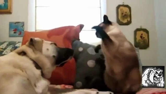 Кошки против Собаки Кто Кого