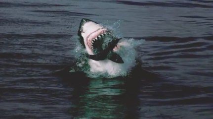 Encuentran el tiburón más grande del mundo