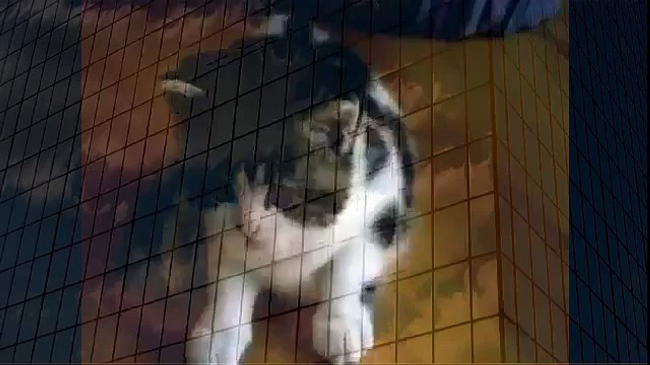 Most Cute and Funny Cats when animals attack