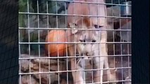 Mountain Lion Ready To Attack Best Wild Animal Videos   Animal Attacks And Loves when animals attack