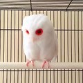 El búho real albino, un fenómeno raro de la naturaleza