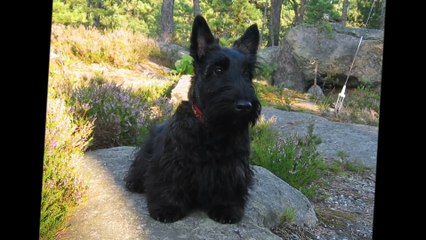 TOP 10 CUTE DOG BREEDS 2015