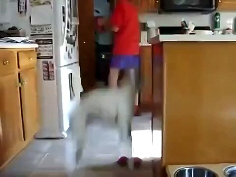 Собака просит есть!