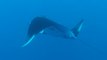 Giant Pacific Manta Rays Glide With Divers