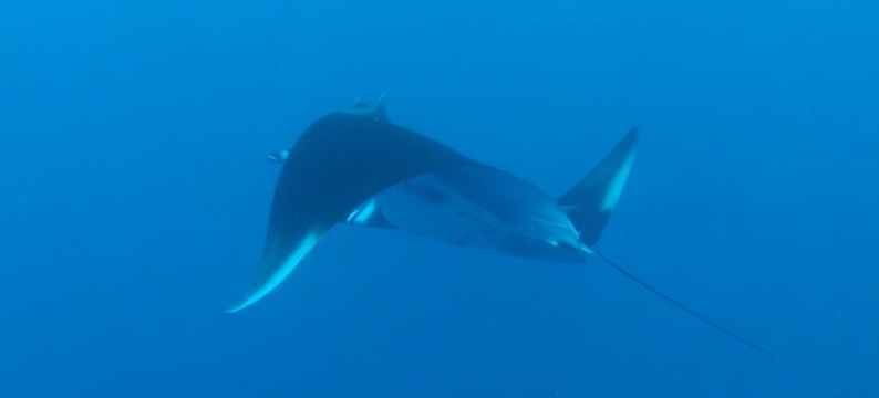 Giant Pacific Manta Rays Glide With Divers