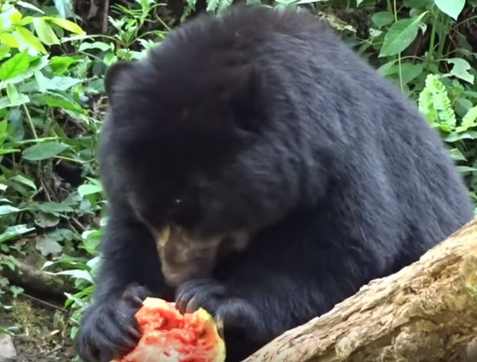 Spectacled Bear Is Wild About Watermelon