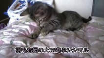 【第63話】ココ掘れニャンニャンする子猫（面白い＆可愛い子猫）