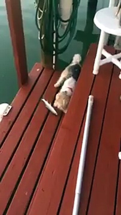 Dog sees a fish for the first time - with hilarious results.