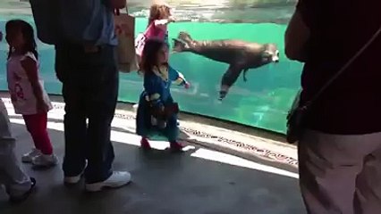 Little girl playing with a sea lion - an incredible reaction when she trips.