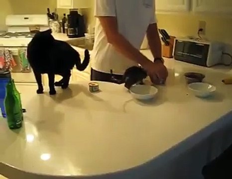 Impatient kitten can't wait to gets its food.