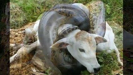 cobra gigande ataca animal