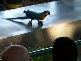 Funny Animals - Parrot on rollerblades