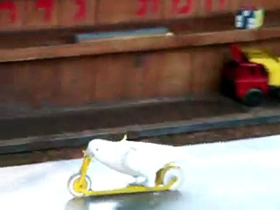 Funny Animals - Parrot riding a scooter Funny Videos