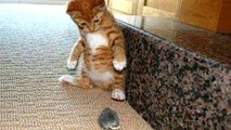 Cats scared of mice and birds Funny cat compilation