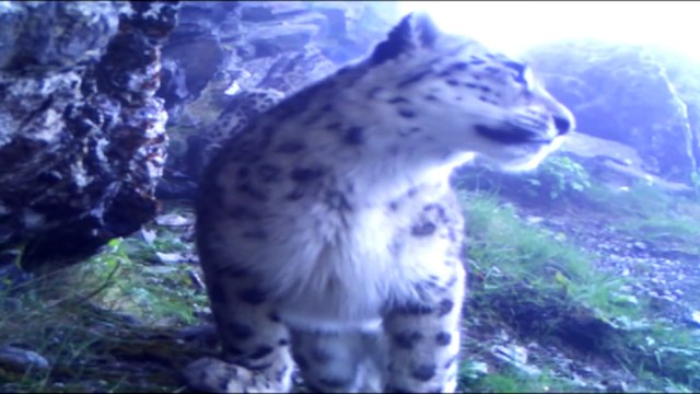 Rare snow leopard footage released - BBC News