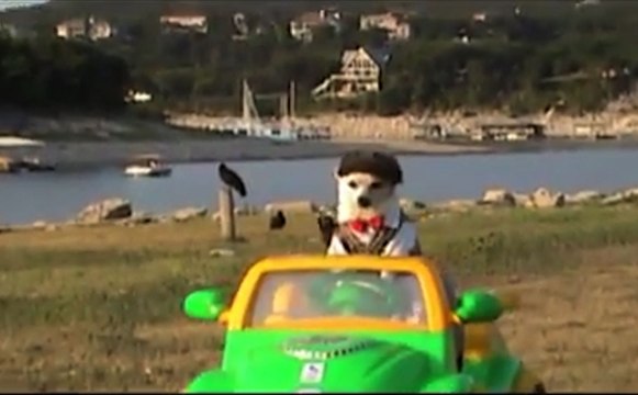 These Pets Rock Some Serious Halloween Costumes