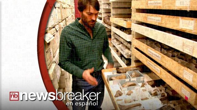 Descubren Fósiles de Nueva Especie de Dinosaurio en Alaska