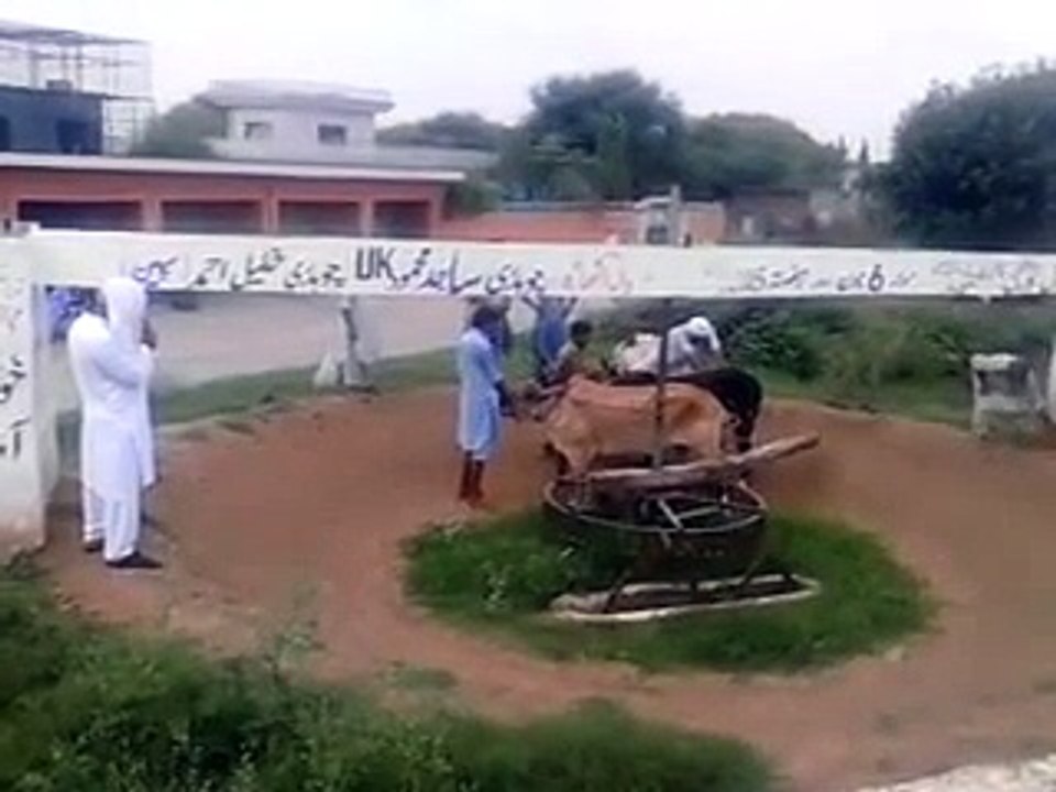 قاضی چک میں  بیلوں کا تاریخی اوکھاڑا bull okhara