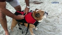 Surfs Pup: Adorable British Bulldog Spends His Days Surfing