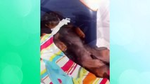 Best Dog Vines Greatest Hits Compilation / 30+ Funny Dog Vines