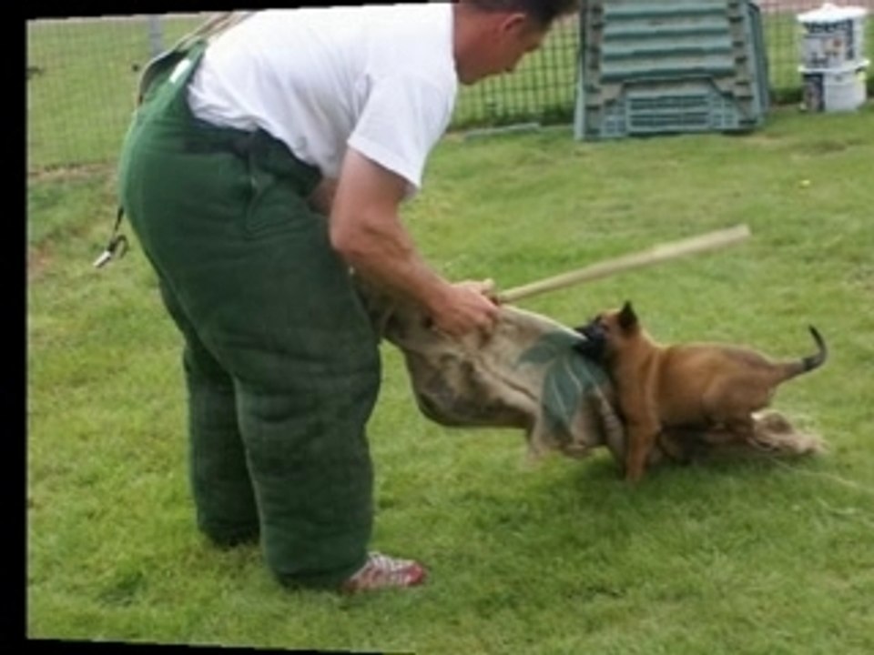 Diaporama des chiots de Us'ton et Roxane