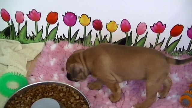 64ème vidéo Le repas croquettes avec les chiots de la 22ème portée de STAFFORDLAND