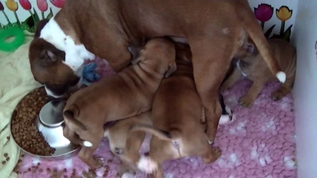65ème vidéo La tétée avec les chiots de la 22ème portée de STAFFORDLAND