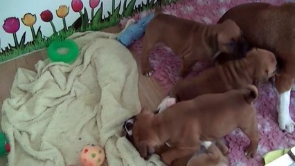 66ème vidéo LETTY de STAFFORDLAND