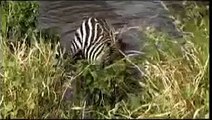 Shocking video Zebra almost drowns a Lion to SAVE her Life. Inspirational Video Lion vs Ze