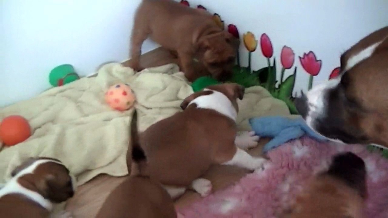 68ème vidéo Chiot n°3 Femelle de STAFFORDLAND