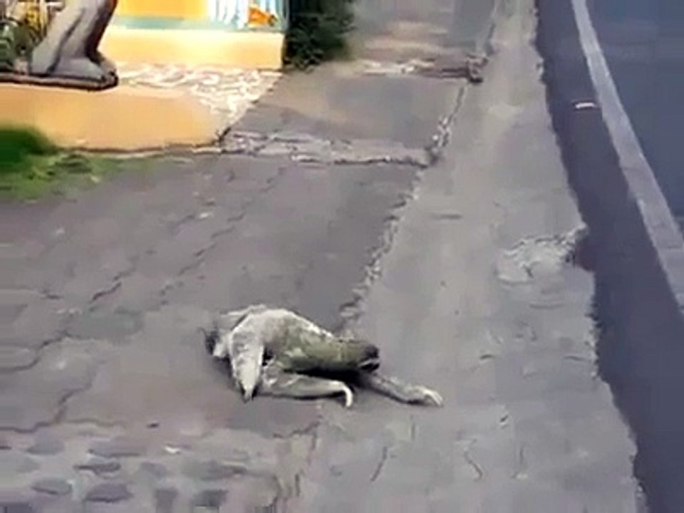ghe