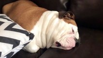 Adorable Bulldog Snores While Sleeping