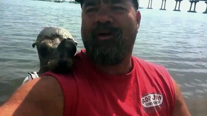 Seal Jumps On Guy s Boat And Makes A Friend