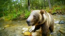 Wildlife animals documentary Grizzly bear vs wolves National Geographic attack documentary