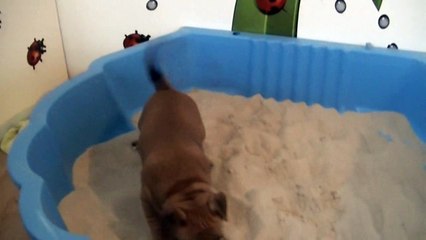 73ème vidéo Chiot n°3 Femelle de STAFFORDLAND