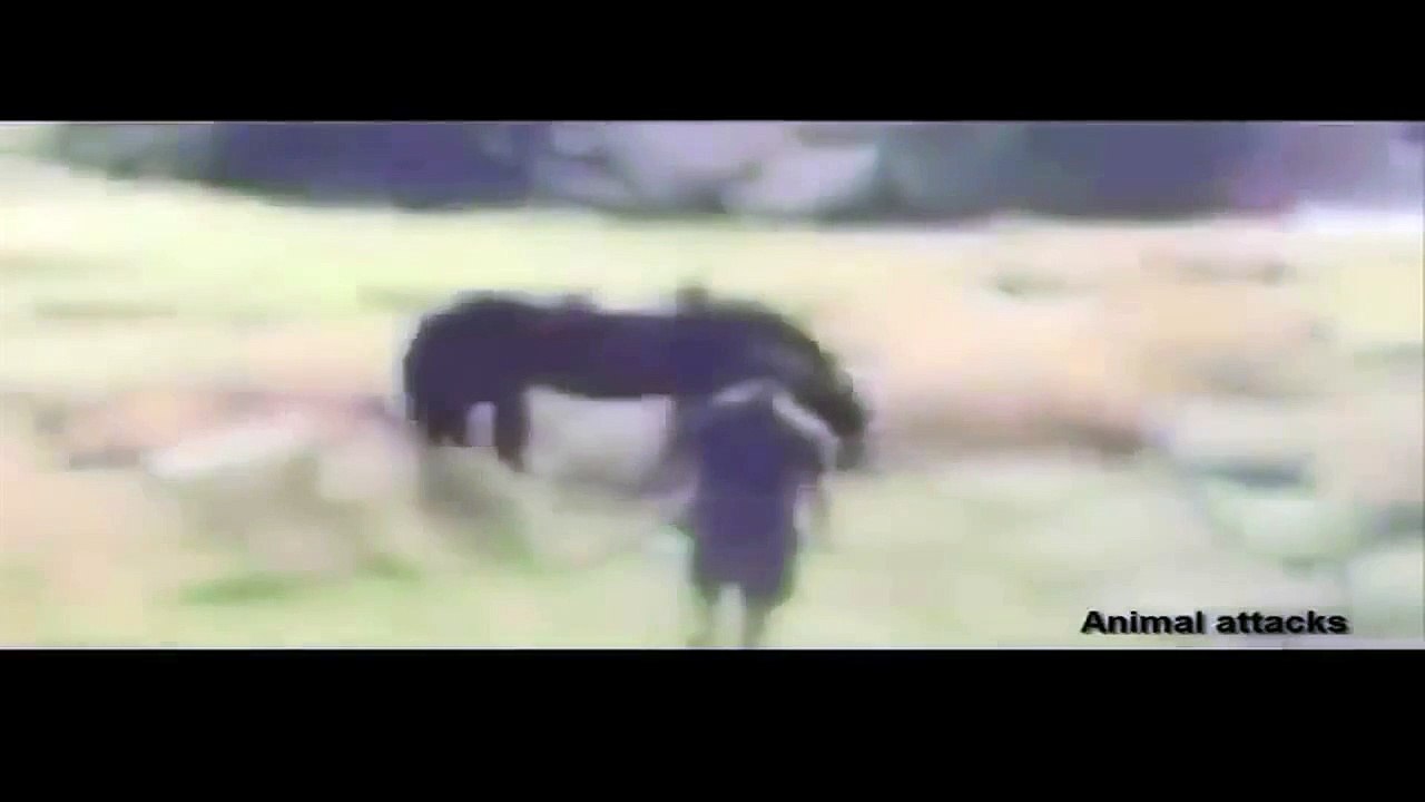 Animal Attacks Compilation 2015 HD #6