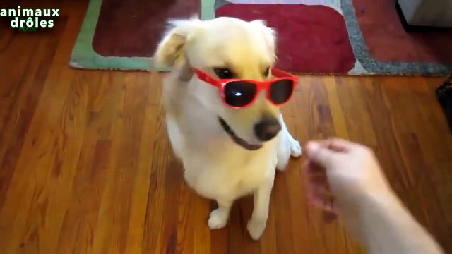 Chiens drôles porte des lunettes Compilation 2014 NEW HD