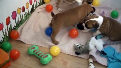 76ème vidéo Les petits staffies de STAFFORDLAND