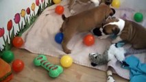 76ème vidéo Les petits staffies de STAFFORDLAND
