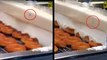 Donuts Getting Glazed At A Krispy Kreme Are Infested With Bugs