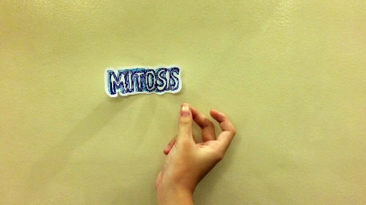 My Stop Motion Animation of Mitosis