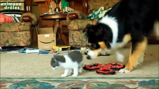 Chatons Grands chiens Rencontres la compilation 2014 [NEW HD]